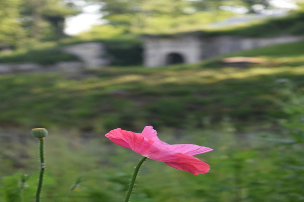 Le Fort en fleurs
