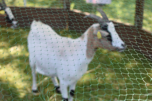 Fête de l'environnement et du bien-être animal 