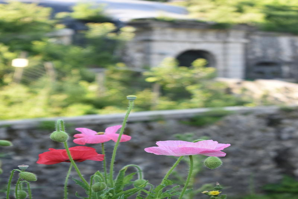 Le Fort en fleurs